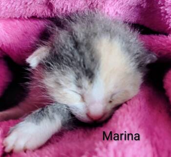 American Shorthair Cats Available for Adoption in Panama City, Florida - Marina Cat | PetCurious