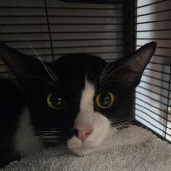 Simba -  Domestic Short Hair Cat for Adoption in Desert Hot Springs, California - Simba | PetCurious