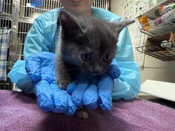 Rescue Domestic Short Hair Cats for Adoption in Raleigh, North Carolina - LEGG | PetCurious