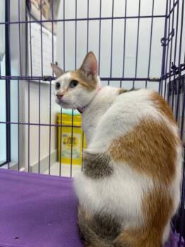 Ziva (PA) -  Domestic Short Hair Cat for Adoption in Denham Springs, Louisiana - Ziva (PA) | PetCurious