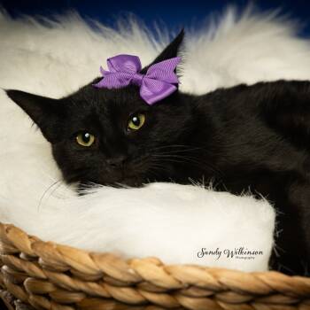 Rescue American Shorthair Cats for Adoption in Tipton, Indiana - General | PetCurious