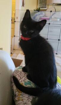 26-38 Binx -  Domestic Short Hair Cat for Adoption in St. Helens, Oregon - 26-38 Binx | PetCurious