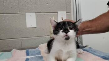 POWDER -  Domestic Medium Hair Cat for Adoption in Aurora, Illinois - POWDER | PetCurious