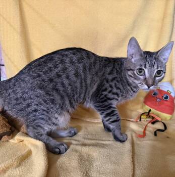 Cherry -  Tabby and Domestic Short Hair Cat for Adoption in Phoenix, Arizona - Cherry | PetCurious