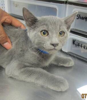 (602) -  Domestic Short Hair Cat for Adoption in Marietta, Georgia - (602) | PetCurious