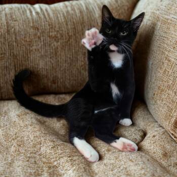 Rescue Domestic Short Hair Cats for Adoption in Tylertown, Mississippi - Boots | PetCurious