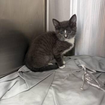 Oatmeal -  Domestic Short Hair Cat for Adoption in Philadelphia, Pennsylvania - Oatmeal | PetCurious