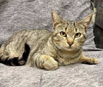 Lucy the Cat -  Domestic Short Hair Cat for Adoption in Bolivia, North Carolina - Lucy The Cat | PetCurious