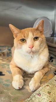 Rescue Domestic Short Hair Cats for Adoption in Columbia, Tennessee - Georgie | PetCurious