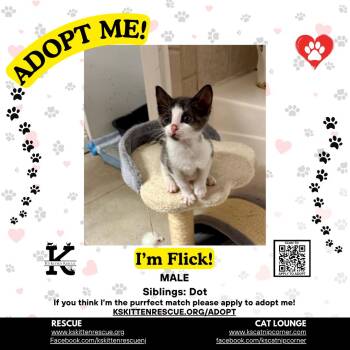 Flick -  Domestic Short Hair Cat for Adoption in OSBORNVILLE, New Jersey - Flick | PetCurious