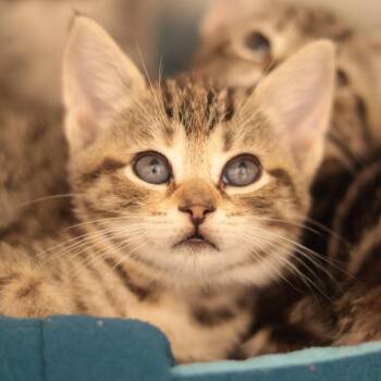 Figaro (yellow collar) -  Domestic Short Hair Cat for Adoption in Philadelphia, Pennsylvania - Figaro (yellow Collar) | PetCurious