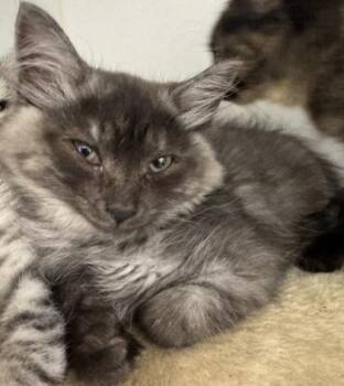 Pax -  Domestic Long Hair and Domestic Short Hair Cat for Adoption in Erin, Ontario - Pax | PetCurious