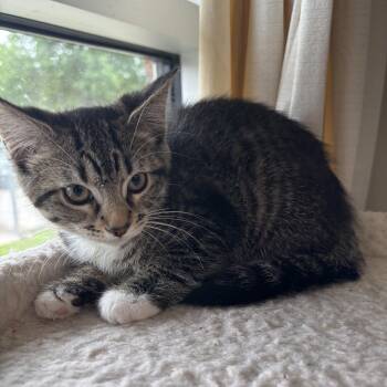 Charlotte -  Domestic Short Hair Cat for Adoption in Kansas City, Missouri - Charlotte | PetCurious