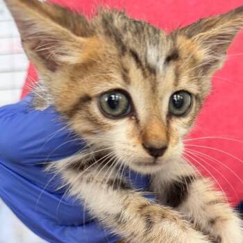 Gidget -  Domestic Short Hair Cat for Adoption in Starkville, Mississippi - Gidget | PetCurious