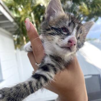 Pig Nose -  Domestic Short Hair Cat for Adoption in Port Richey, Florida - Pig Nose | PetCurious