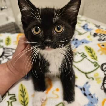 Rescue Domestic Medium Hair Cats for Adoption in Terrell, Texas - Dottie | PetCurious
