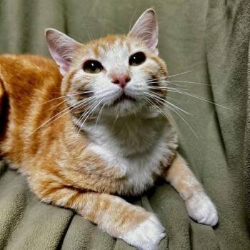 Dexter -  Domestic Short Hair Cat for Adoption in Jackson, Michigan - Dexter | PetCurious
