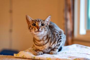 Zephyrette -  Domestic Short Hair Cat for Adoption in Colorado Springs, Colorado - Zephyrette | PetCurious