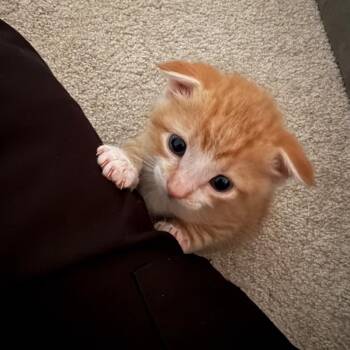 Cider -  Domestic Short Hair Cat for Adoption in Indianapolis, Indiana - Cider | PetCurious