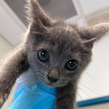 Magnolia -  Domestic Short Hair Cat for Adoption in Nashville, Tennessee - Magnolia | PetCurious