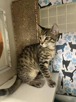 Cinnamon -  Domestic Short Hair and Tabby Cat for Adoption in Acworth, Georgia - Cinnamon | PetCurious
