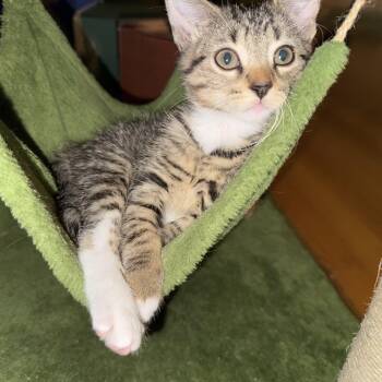 Rescue Domestic Short Hair Cats for Adoption in Chicago, Illinois - Basil | PetCurious