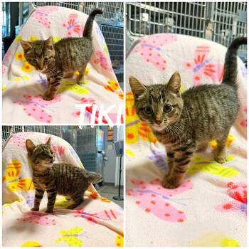 Tiki -  Domestic Short Hair Cat for Adoption in Saint James, Missouri - Tiki | PetCurious