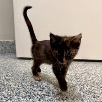Maple -  Domestic Short Hair Cat for Adoption in Great Falls, Montana - Maple | PetCurious