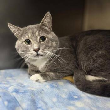 Moo Moo -  Domestic Short Hair Cat for Adoption in Windsor, Virginia - Moo Moo | PetCurious