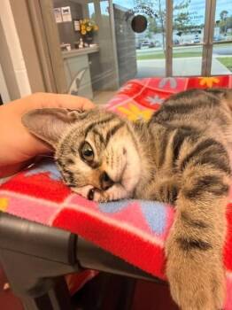 Lucy -  Domestic Short Hair Cat for Adoption in Fayetteville, Arkansas - Lucy | PetCurious