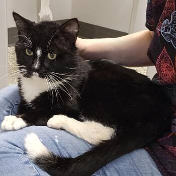 Bernard -  Domestic Short Hair Cat for Adoption in Cedar Rapids, Iowa - Bernard | PetCurious