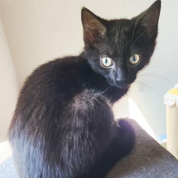 Dungeon Master -  Domestic Short Hair Cat for Adoption in Fredericksburg, Virginia - Dungeon Master | PetCurious
