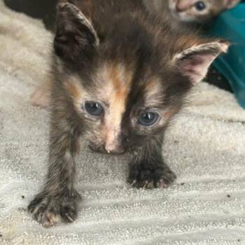 Faith -  Domestic Short Hair Cat for Adoption in League City, Texas - Faith | PetCurious