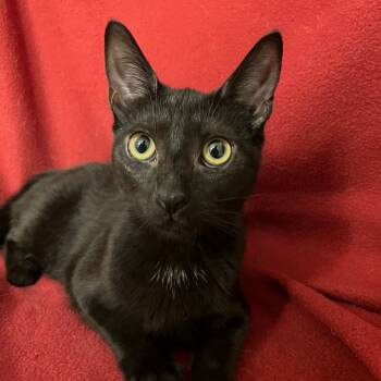 Rescue Domestic Short Hair Cats for Adoption in Merrifield, Virginia - Venus WV | PetCurious