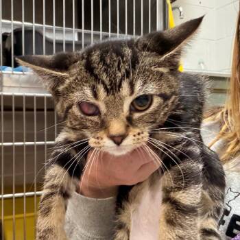 Liquid -  Domestic Short Hair Cat for Adoption in Indianapolis, Indiana - Liquid | PetCurious