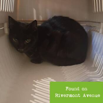 Hocus Pocus -  Domestic Short Hair Cat for Adoption in Lynchburg, Virginia - Hocus Pocus | PetCurious