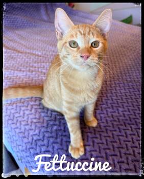 Fettuccine -  Domestic Short Hair Cat for Adoption in El Cajon, California - Fettuccine | PetCurious
