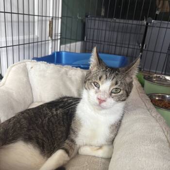 Rescue Domestic Short Hair Cats for Adoption in Johnstown, Pennsylvania - O'Neill | PetCurious