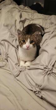 Rescue Domestic Short Hair Cats for Adoption in Woodmere, New York - Romeo | PetCurious