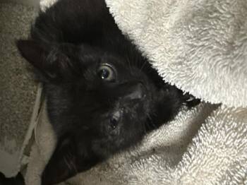 Domestic Short Hair Cats Available for Adoption in Riverside, California - PULGITA | PetCurious
