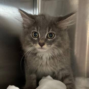 Oliver -  Domestic Long Hair Cat for Adoption in Manhattan, Kansas - Oliver | PetCurious