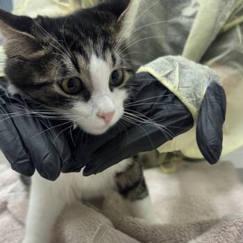 Tuck -  Domestic Medium Hair Cat for Adoption in Murray, Utah - Tuck | PetCurious
