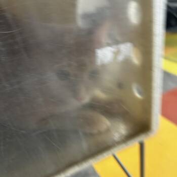 Sudoku -  Domestic Short Hair Cat for Adoption in Philadelphia, Pennsylvania - Sudoku | PetCurious