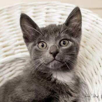 Domestic Short Hair Cats Available for Adoption in Camano, Washington - Ronan | PetCurious
