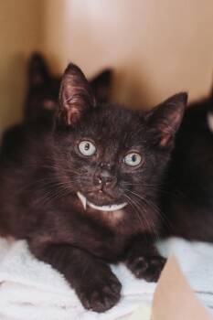 92969A Onyx -  Domestic Short Hair Cat for Adoption in North Charleston, South Carolina - 92969A Onyx | PetCurious