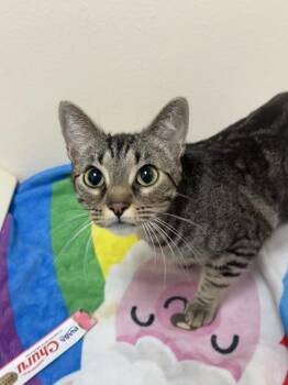 Mama Llama -  Domestic Short Hair Cat for Adoption in Sherwood, Oregon - Mama Llama | PetCurious