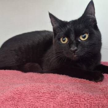 Domestic Short Hair Cats Available for Adoption - Raven | PetCurious