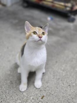 Dinah -  Domestic Short Hair Cat for Adoption in Mishawaka, Indiana - Dinah | PetCurious