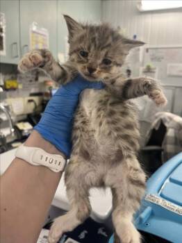 Domestic Short Hair Cats Available for Adoption in Woodland, California - *CLEO | PetCurious