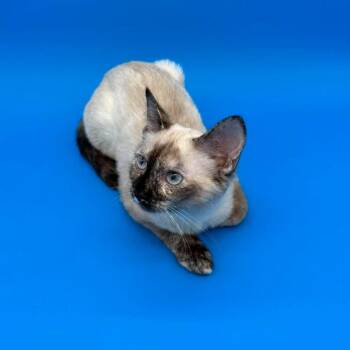 Kokomo -  Siamese and Domestic Short Hair Cat for Adoption in Plainfield, Illinois - Kokomo | PetCurious